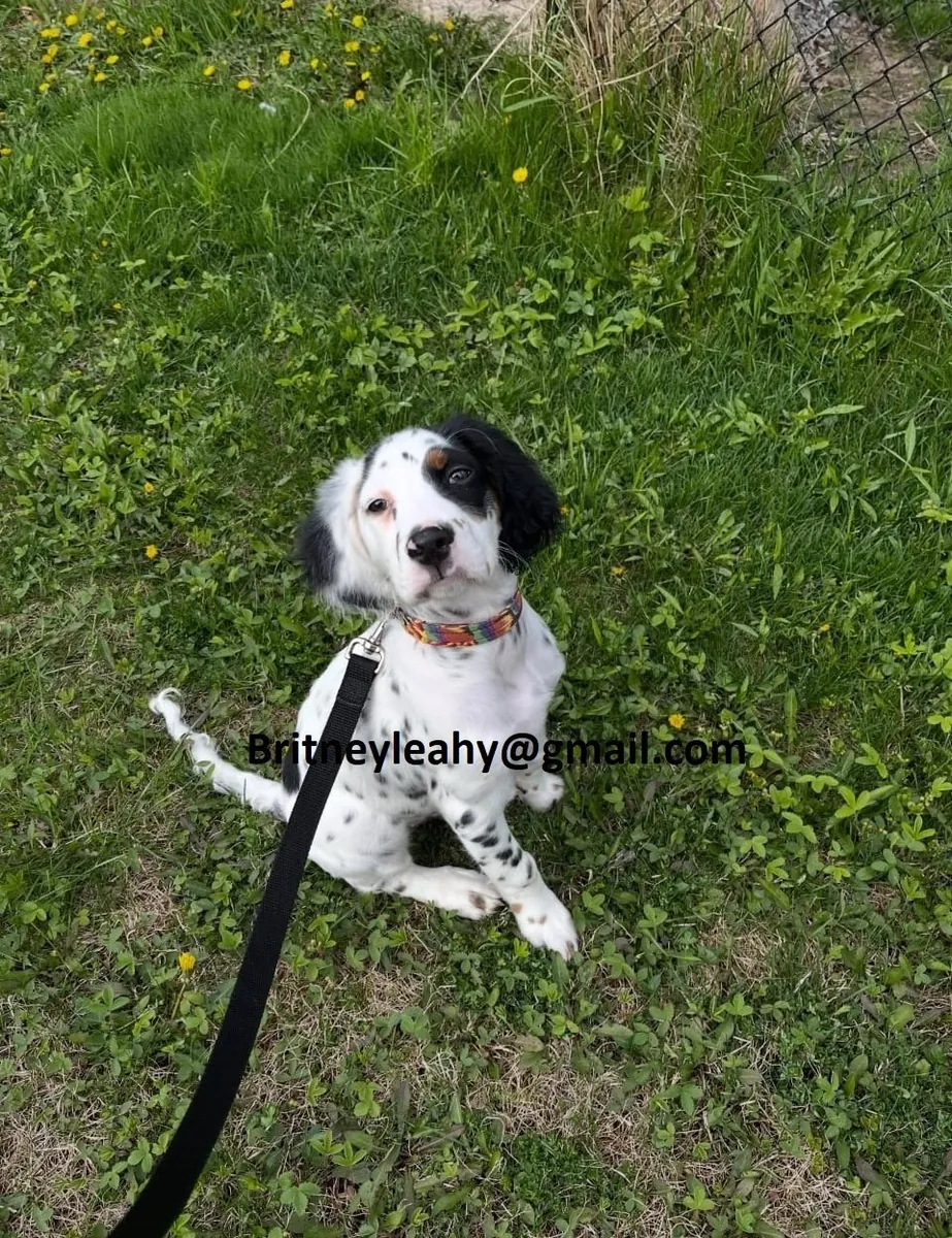 English setter puppy