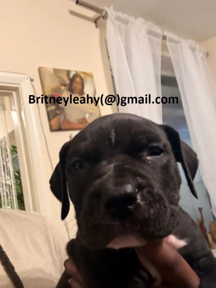 Mastiff Puppy