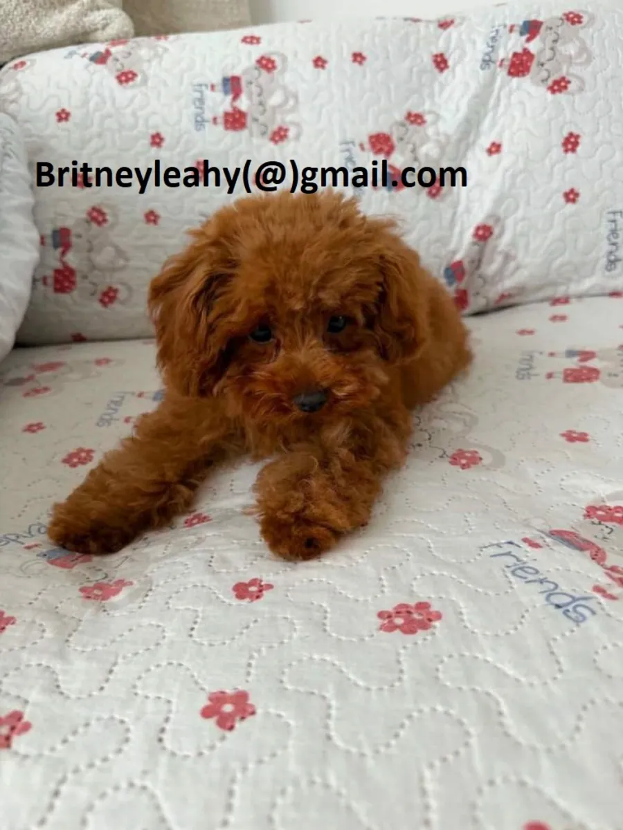 Dachshund puppy