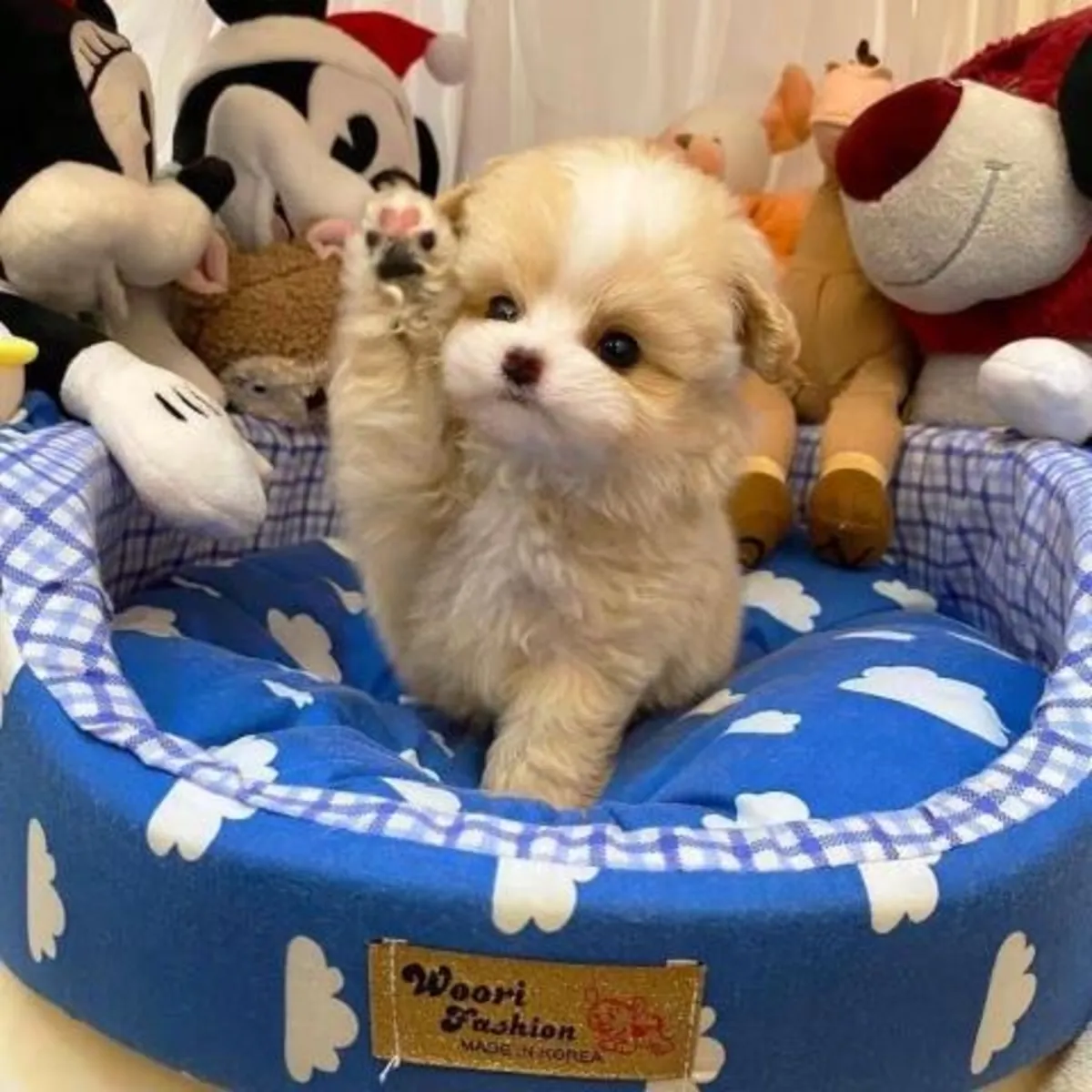 Cachorros Maltipoo, machos y hembras, limpios.