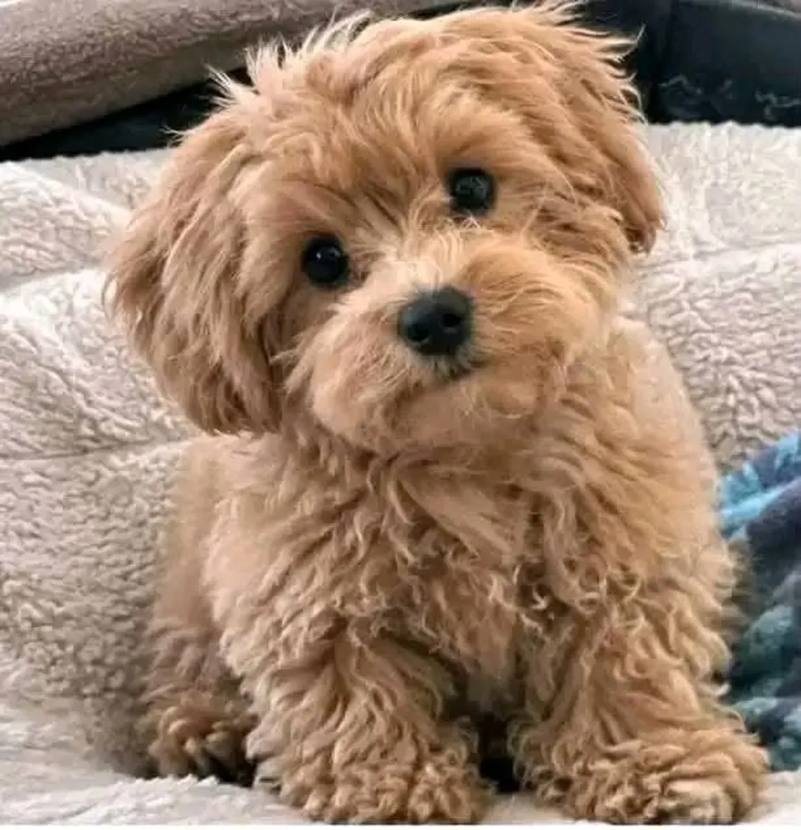 有人想要这些小家伙吗？