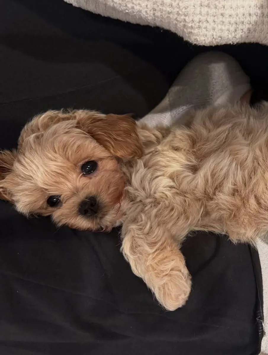 🐶🤎 **Познакомьтесь с нашими прекрасными щенками Мальтипу** 🥰