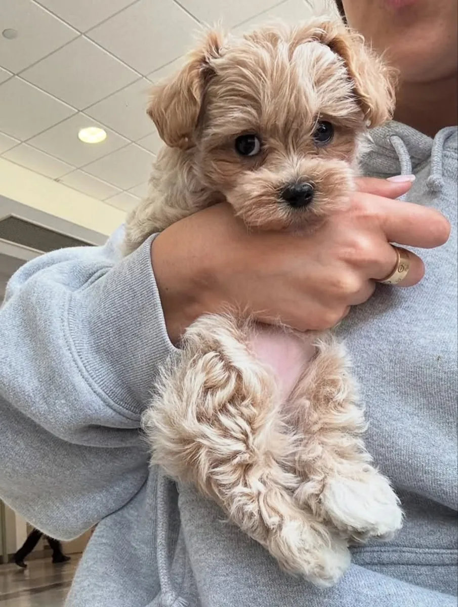 🐶🤎 **Познакомьтесь с нашими прекрасными щенками Мальтипу** 🥰