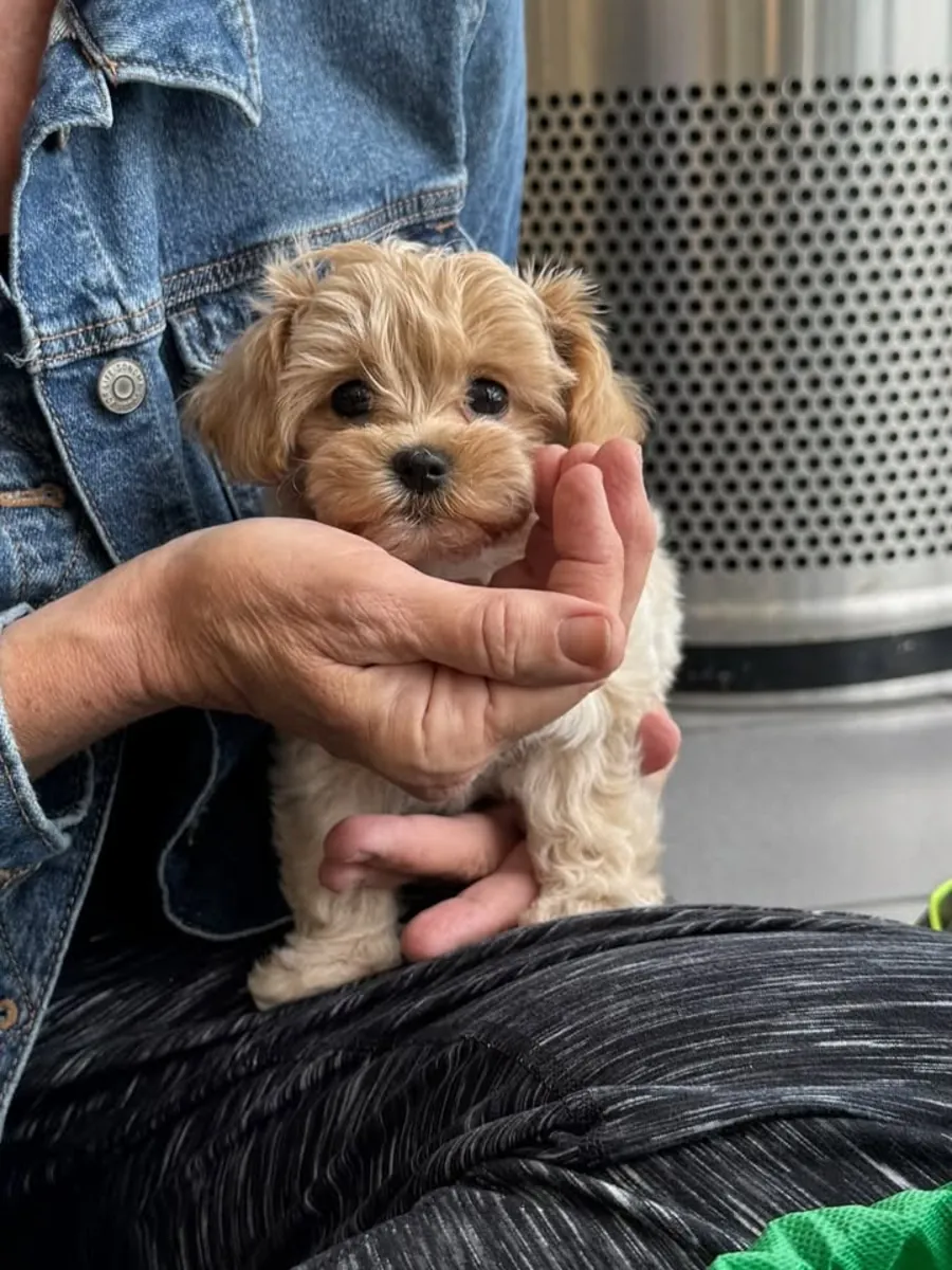 🐶🤎 **Познакомьтесь с нашими прекрасными щенками Мальтипу** 🥰