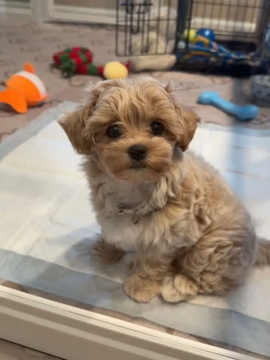 🐶🌸 Une nouvelle histoire peut commencer aujourd'hui