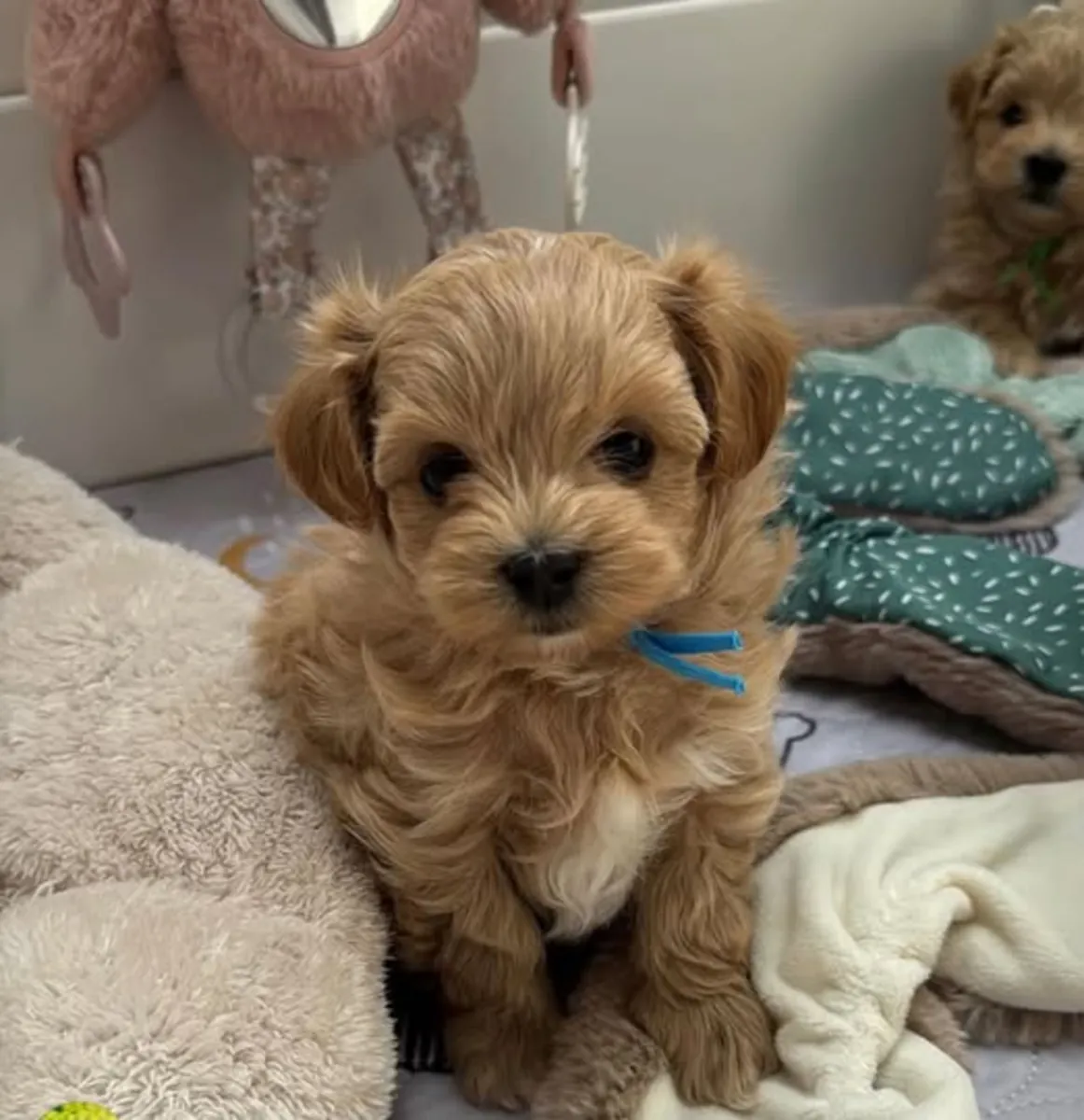 🐶🏠 Un Maltipoo a besoin d'une famille