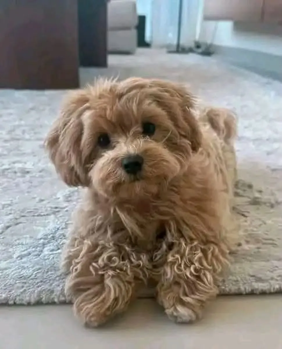 ❤️🐶 Sorumlu evlat edinme bir Maltipoo'ya verebilir