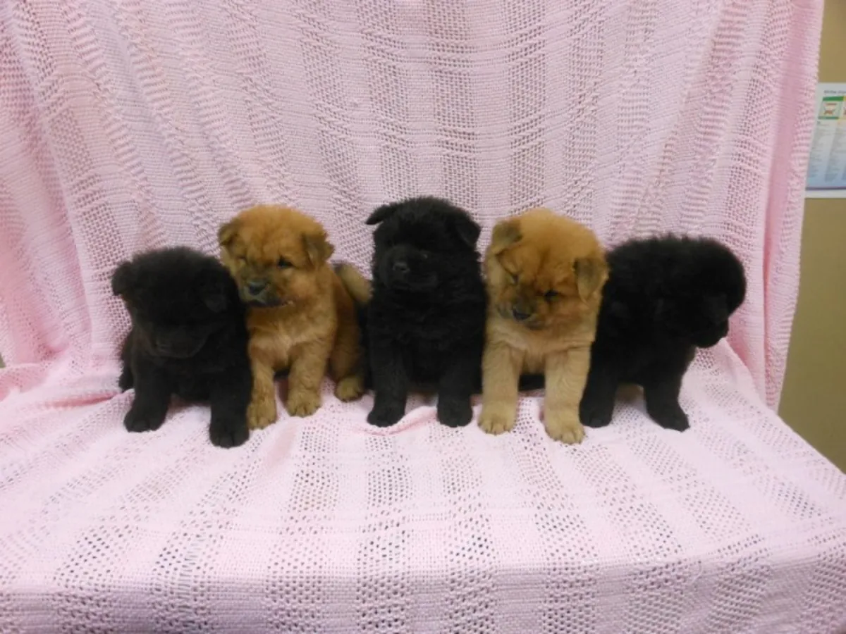 Astonished and Adorable Chow chow puppies for rehoming