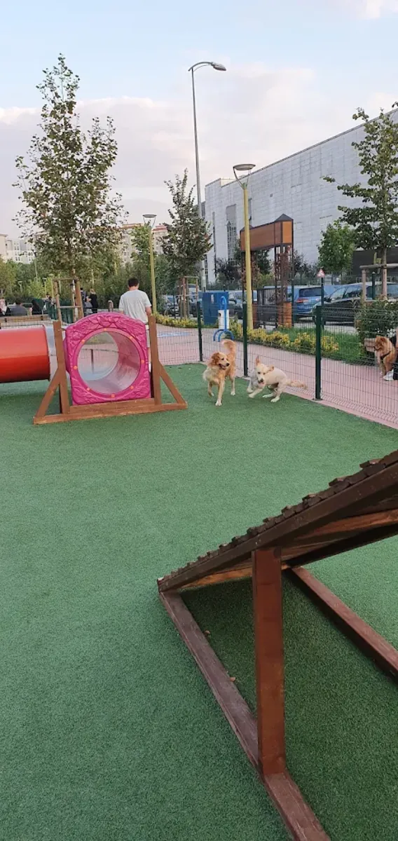 Dost Patiler Köpek Eğitim ve Oyun Parkı – Bodrum - Muğla