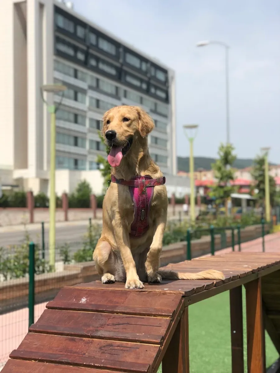 Dost Patiler Köpek Eğitim ve Oyun Parkı – Bodrum - Muğla