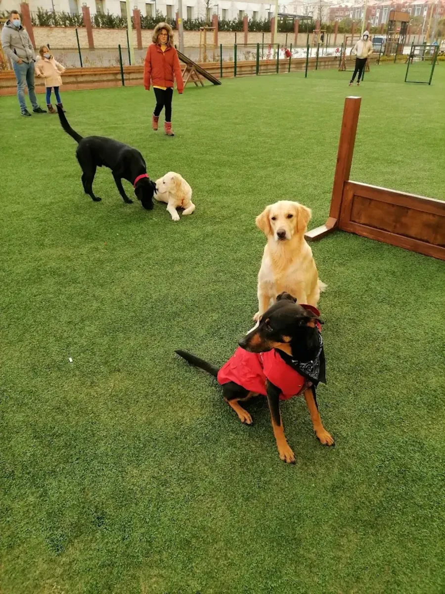 Dost Patiler Köpek Eğitim ve Oyun Parkı – Bodrum - Muğla