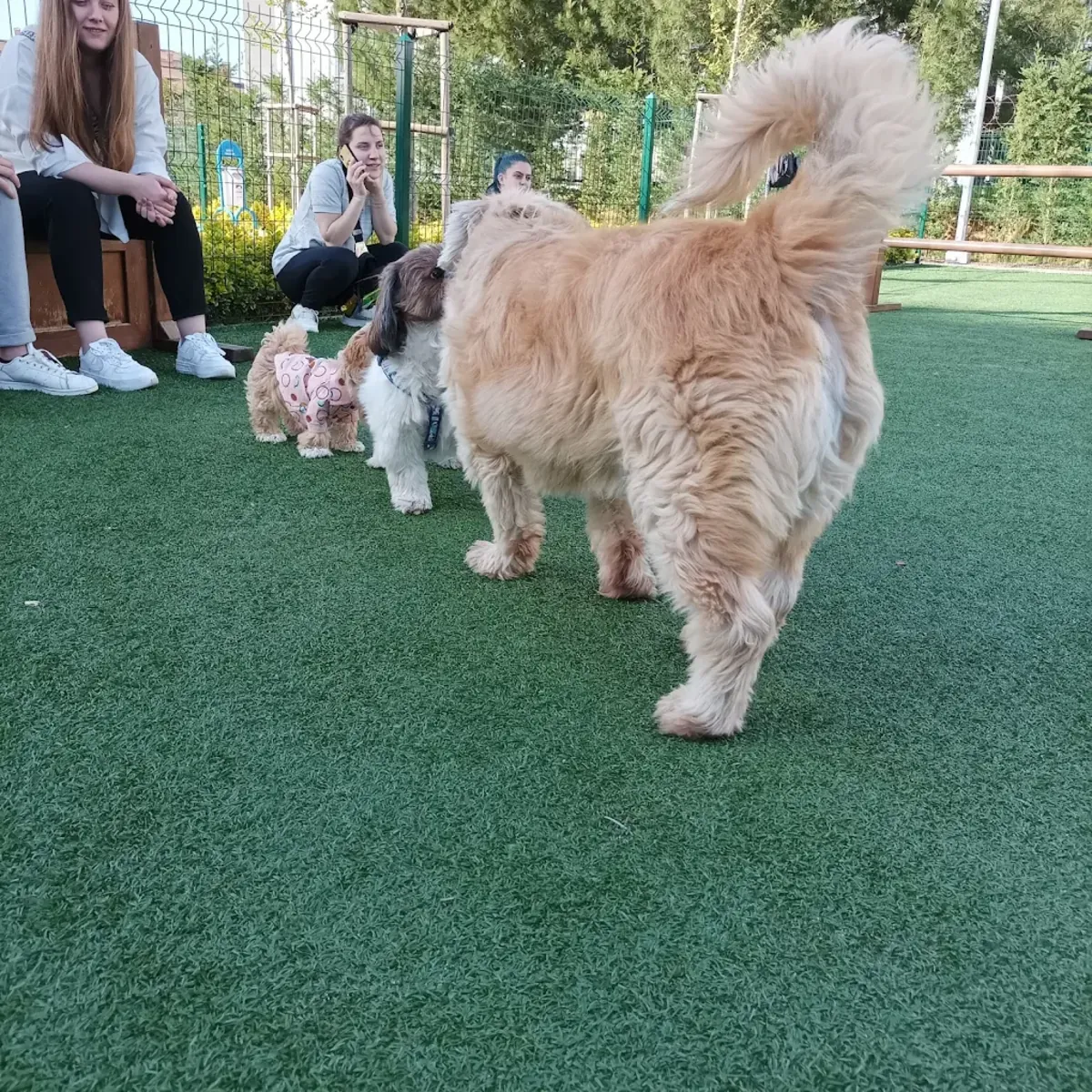Dost Patiler Köpek Eğitim ve Oyun Parkı – Bodrum - Muğla