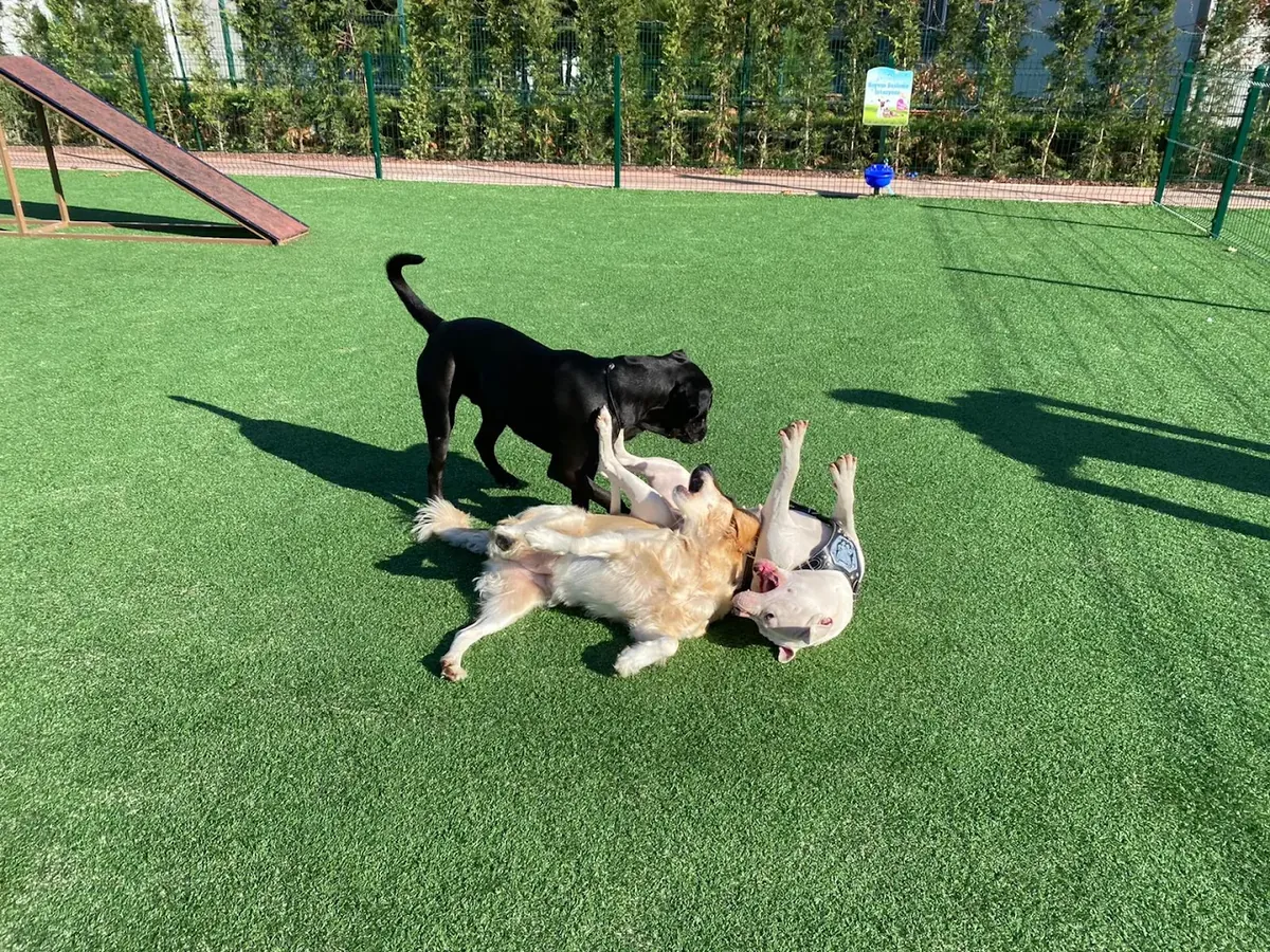 Dost Patiler Köpek Eğitim ve Oyun Parkı – Bodrum - Muğla