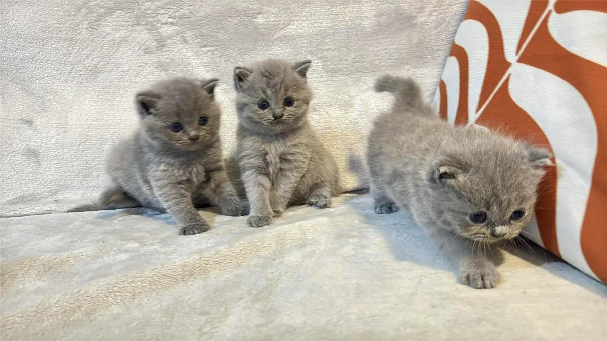 British Shorthair yavruları yeni bir yuva arıyor