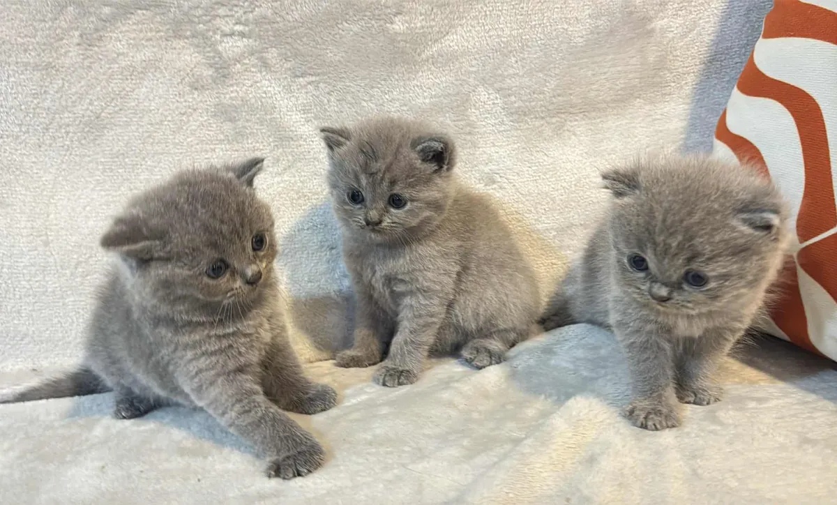 British Shorthair yavruları yeni bir yuva arıyor