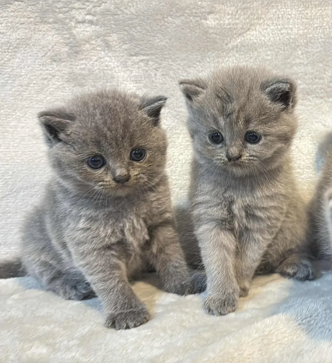 British Shorthair yavruları yeni bir yuva arıyor