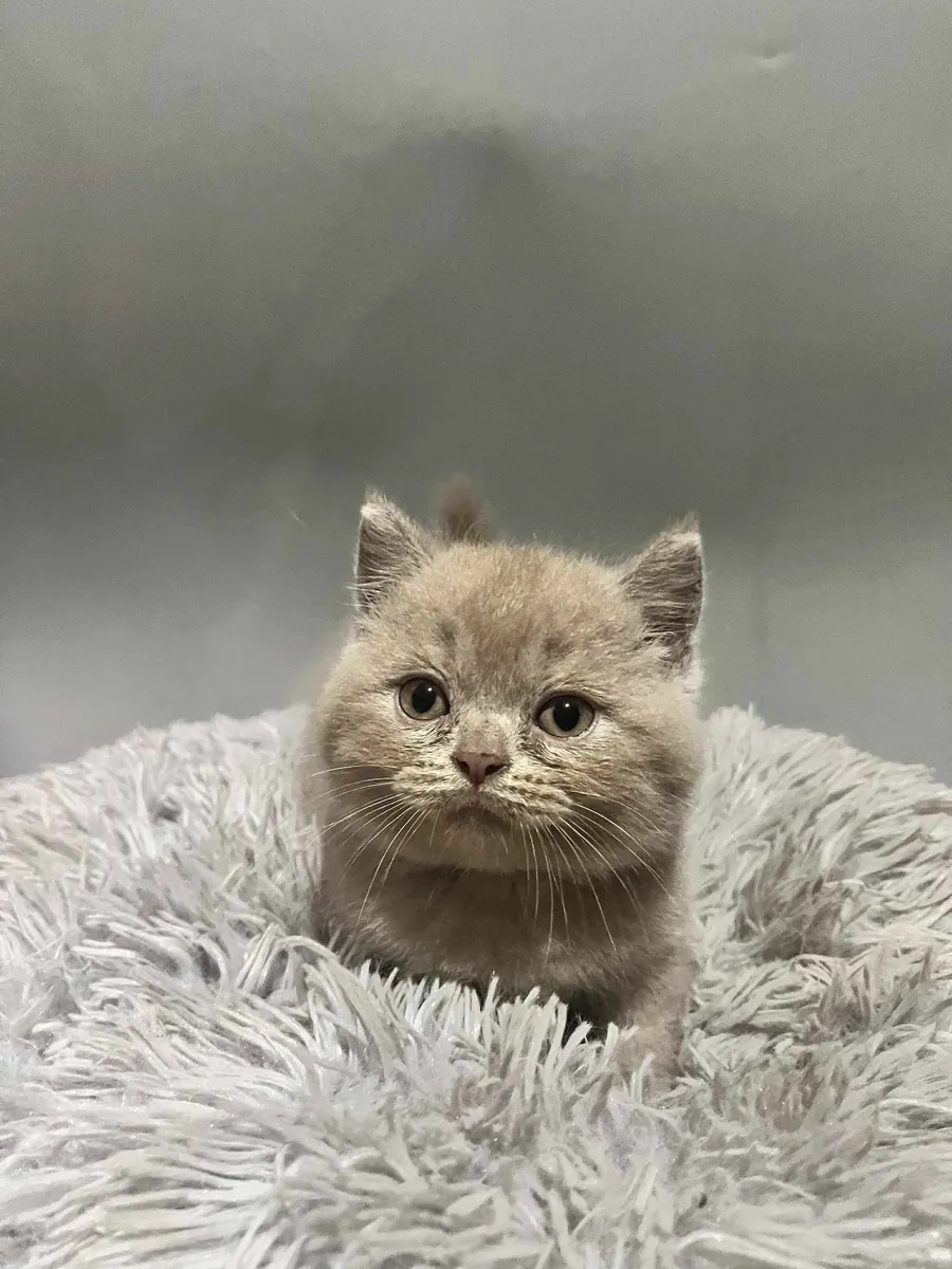 Yeni bir aile için sevimli British Shorthair kedicikler.