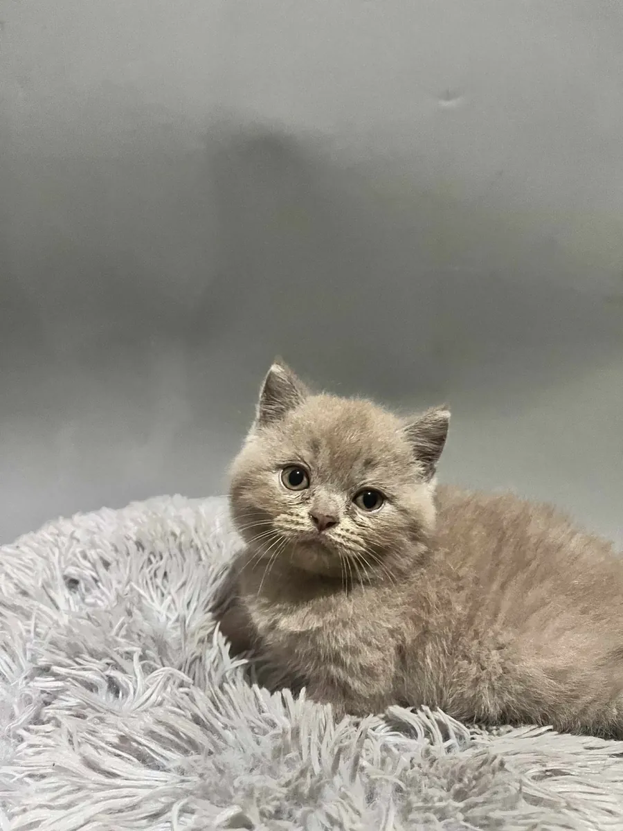 Yeni bir aile için sevimli British Shorthair kedicikler.