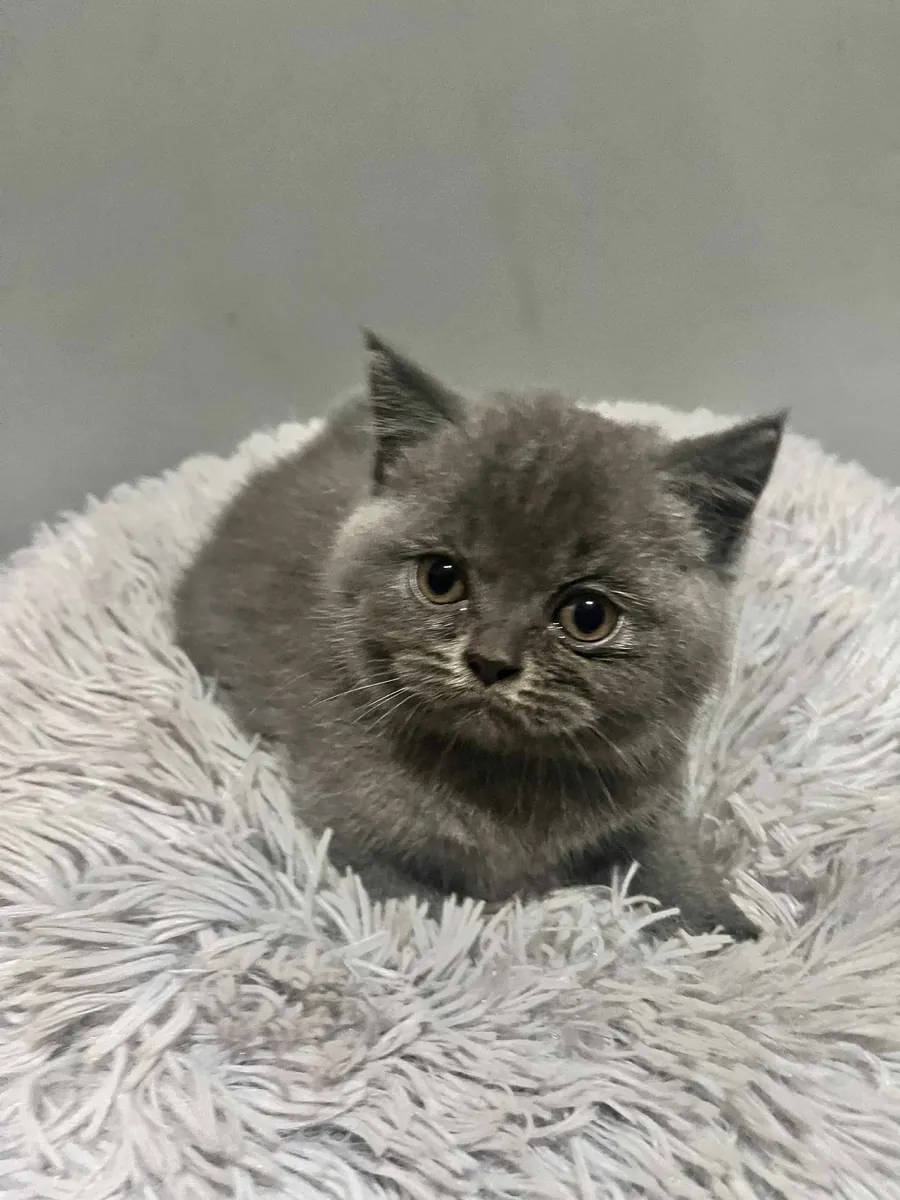 Yeni bir aile için sevimli British Shorthair kedicikler.