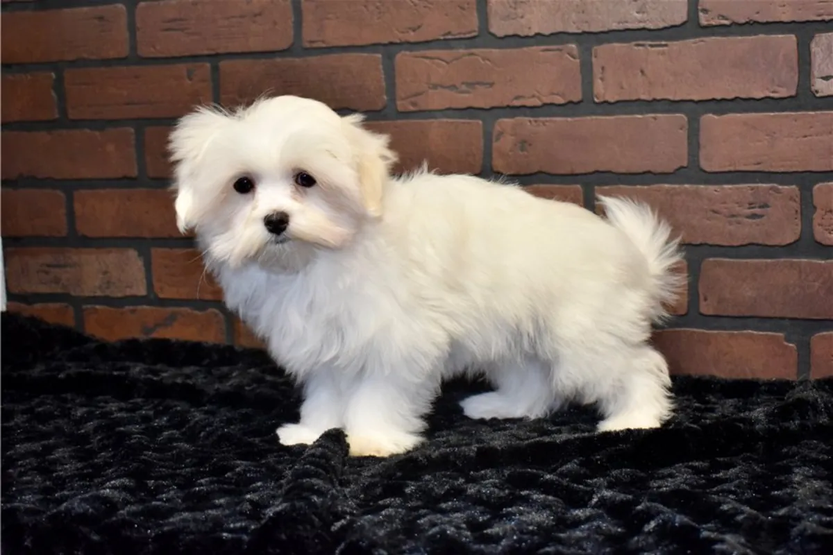 纯种马尔济斯犬幼犬。
