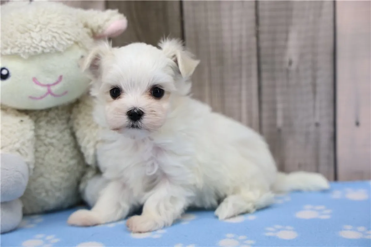 纯种马尔济斯犬幼犬。