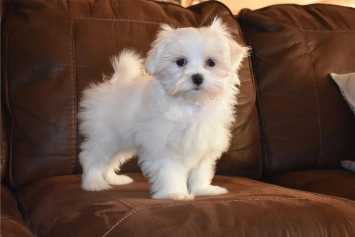 纯种雄性和雌性马尔济斯犬幼犬。