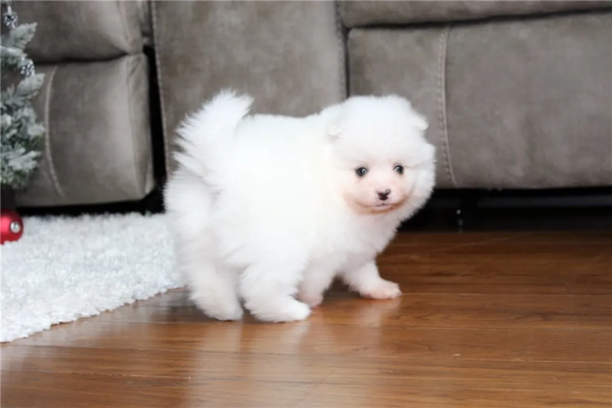 Chiots Pomeraniens de race pure