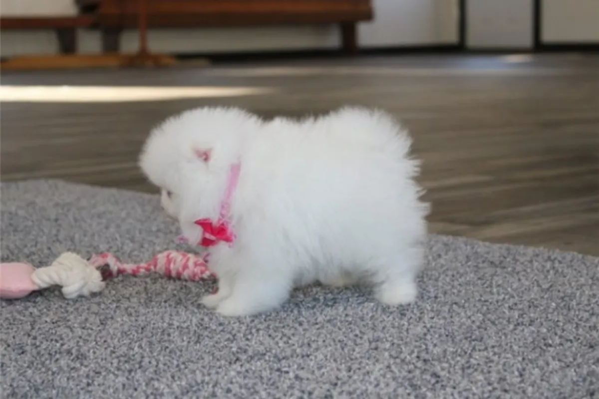 Chiots Pomeraniens de race pure
