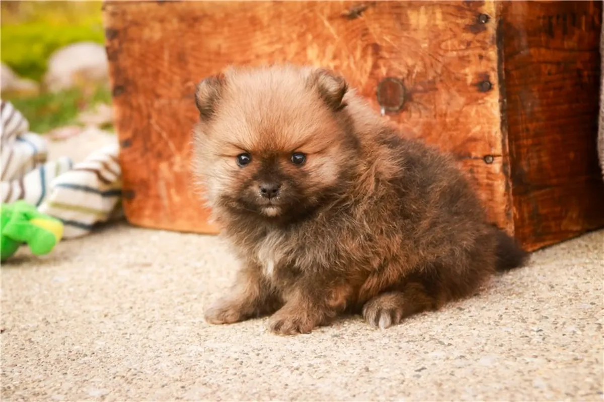 Chiots Pomeraniens de race pure
