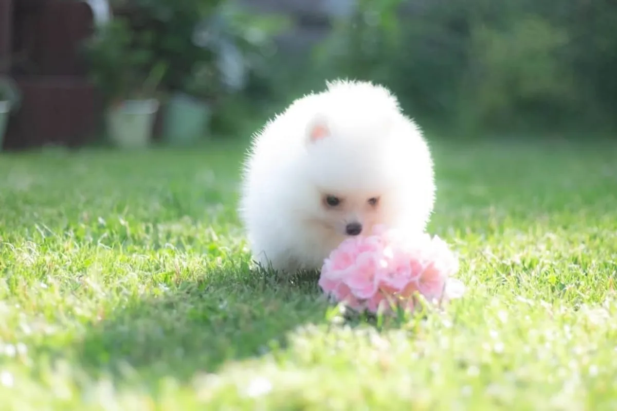 Safkan Pomeranian Yavruları