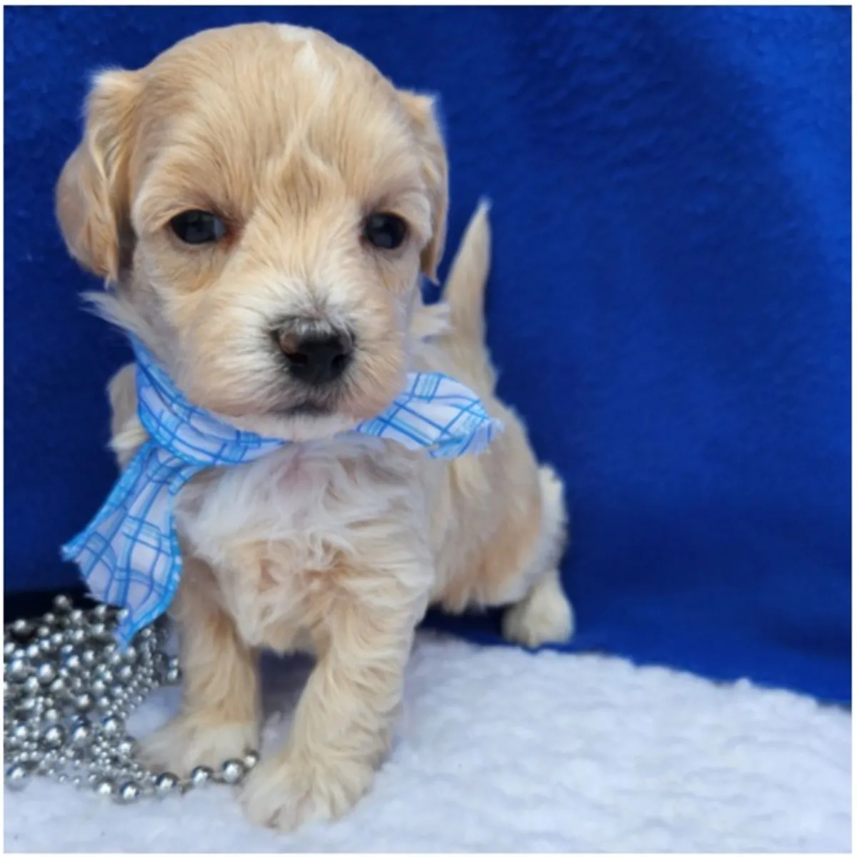 Chiots Maltipoo de pure race