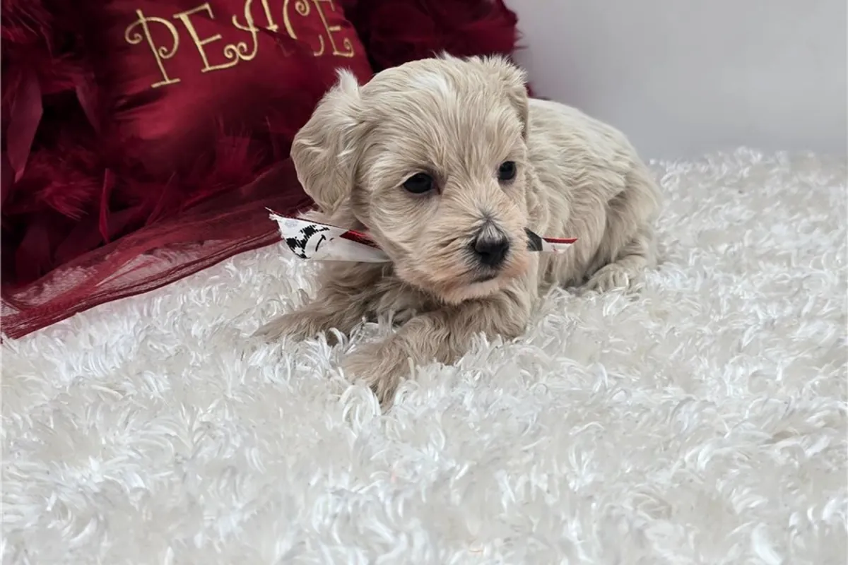 纯种雄性和雌性马尔济斯犬幼犬