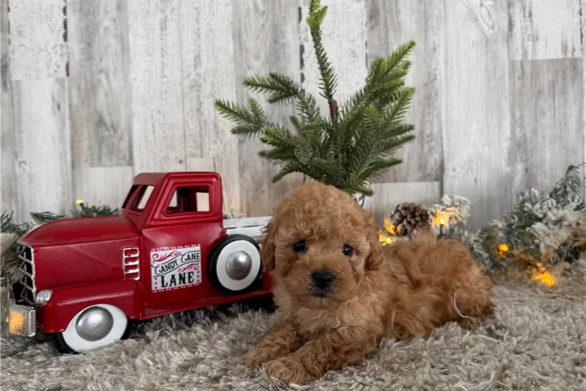 纯种雄性和雌性马尔济斯犬幼犬