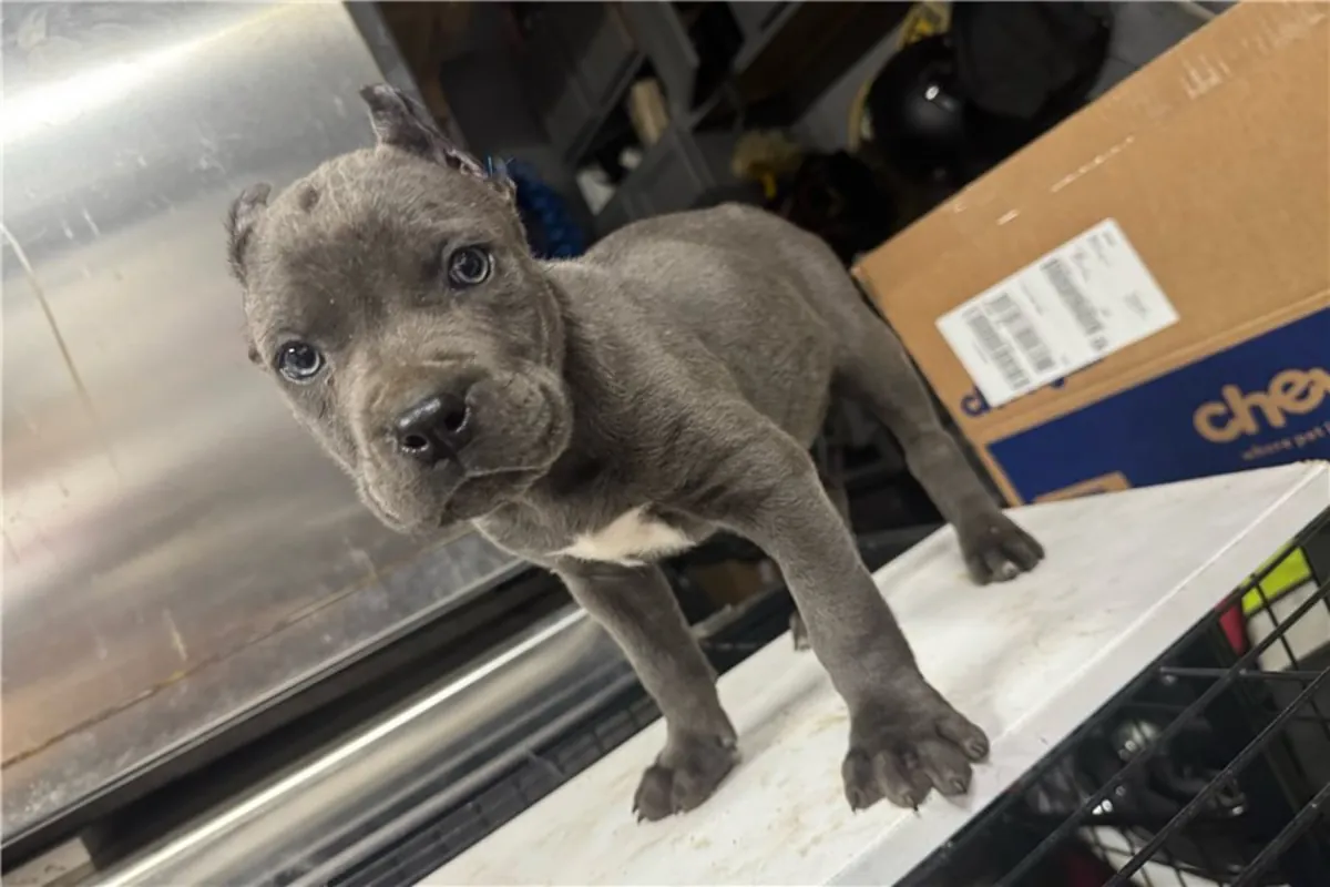 纯种雄性和雌性卡内科尔索幼犬。