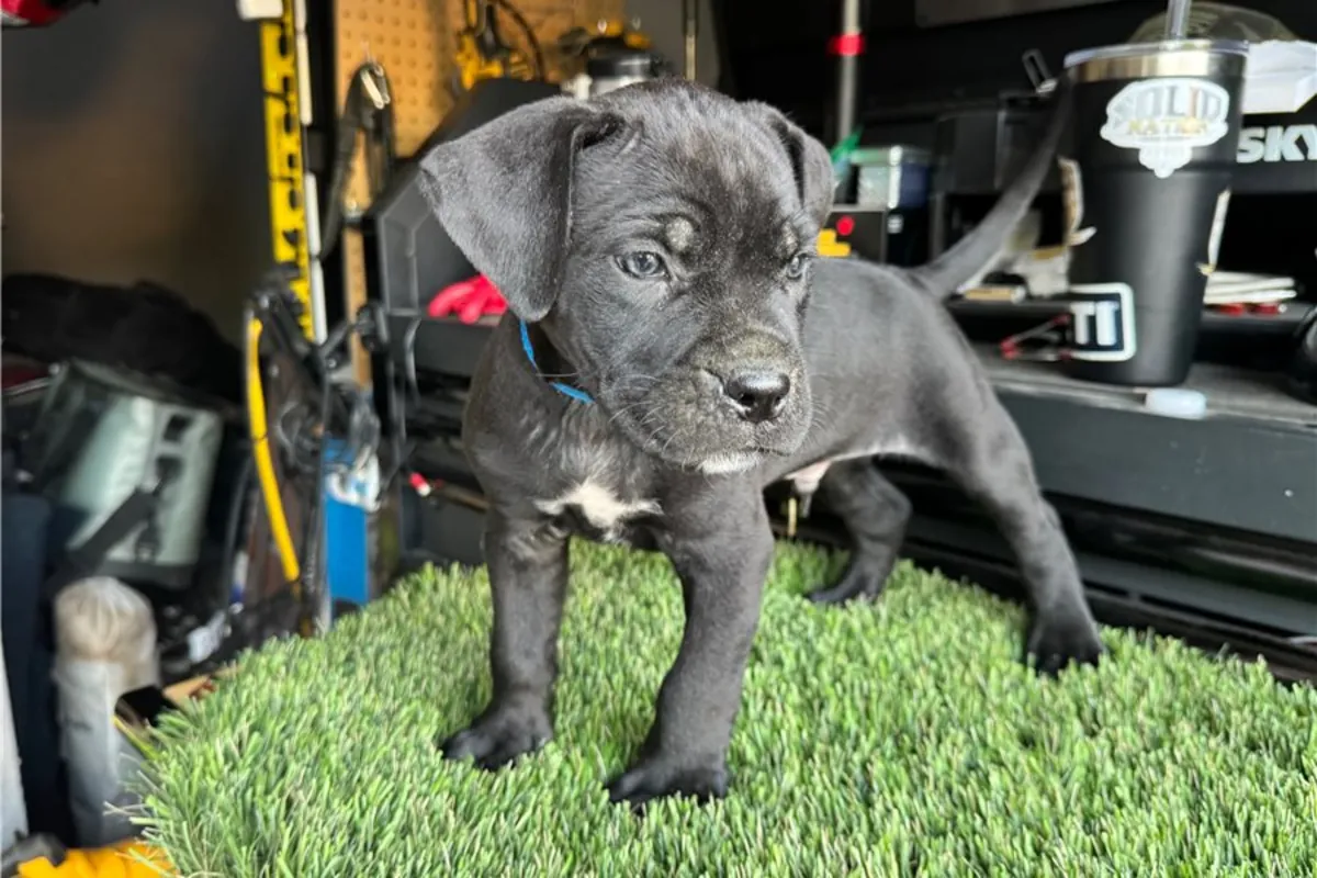 纯种雄性和雌性卡内科尔索幼犬。