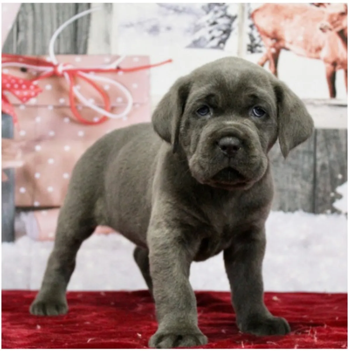 纯种雄性和雌性卡内科尔索幼犬。
