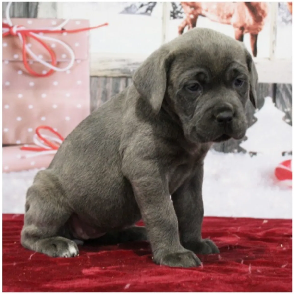 纯种雄性和雌性卡内科尔索幼犬。