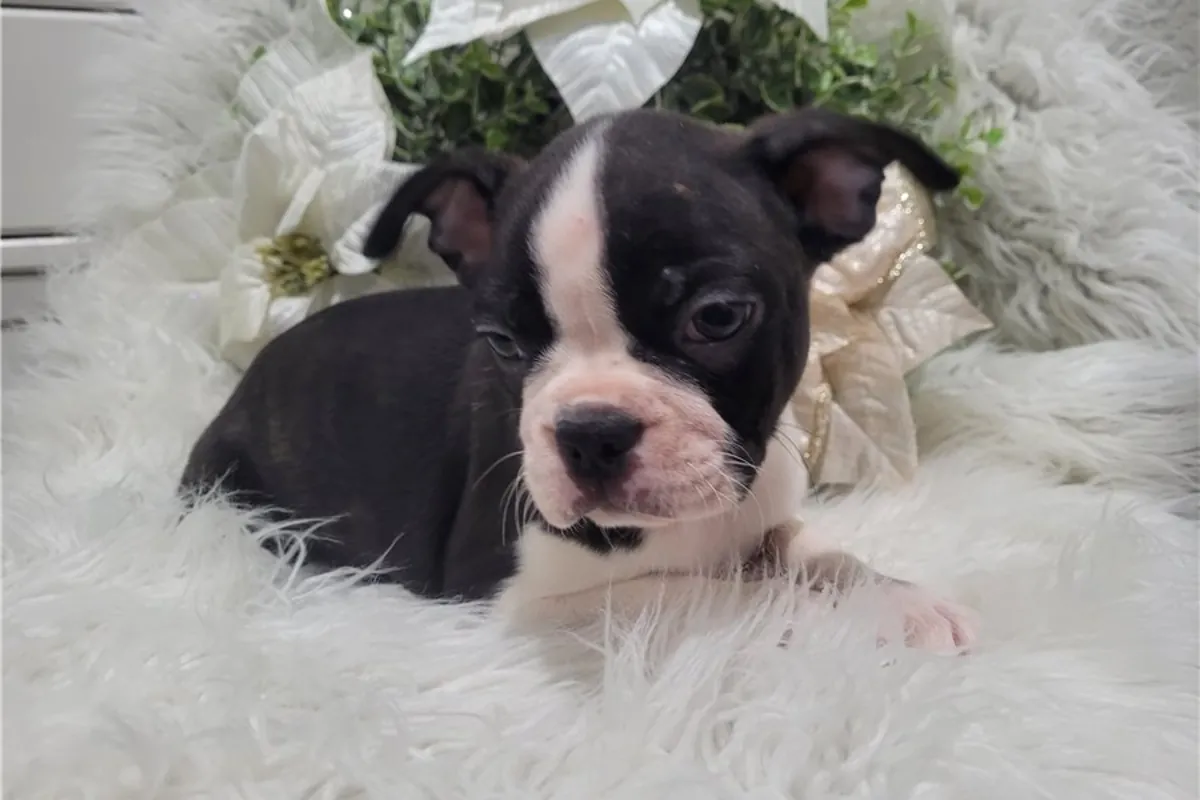 Chiots de Boston Terrier de race pure.