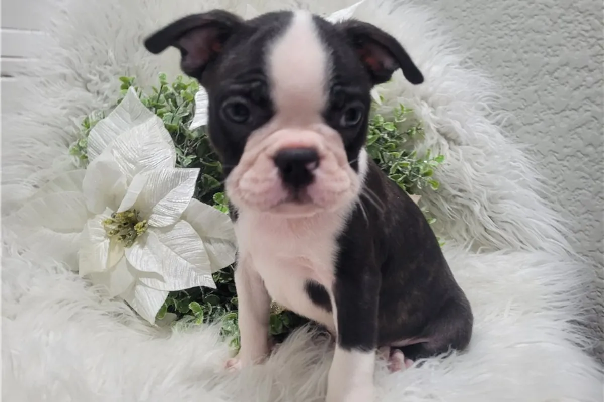 Chiots de Boston Terrier de race pure.