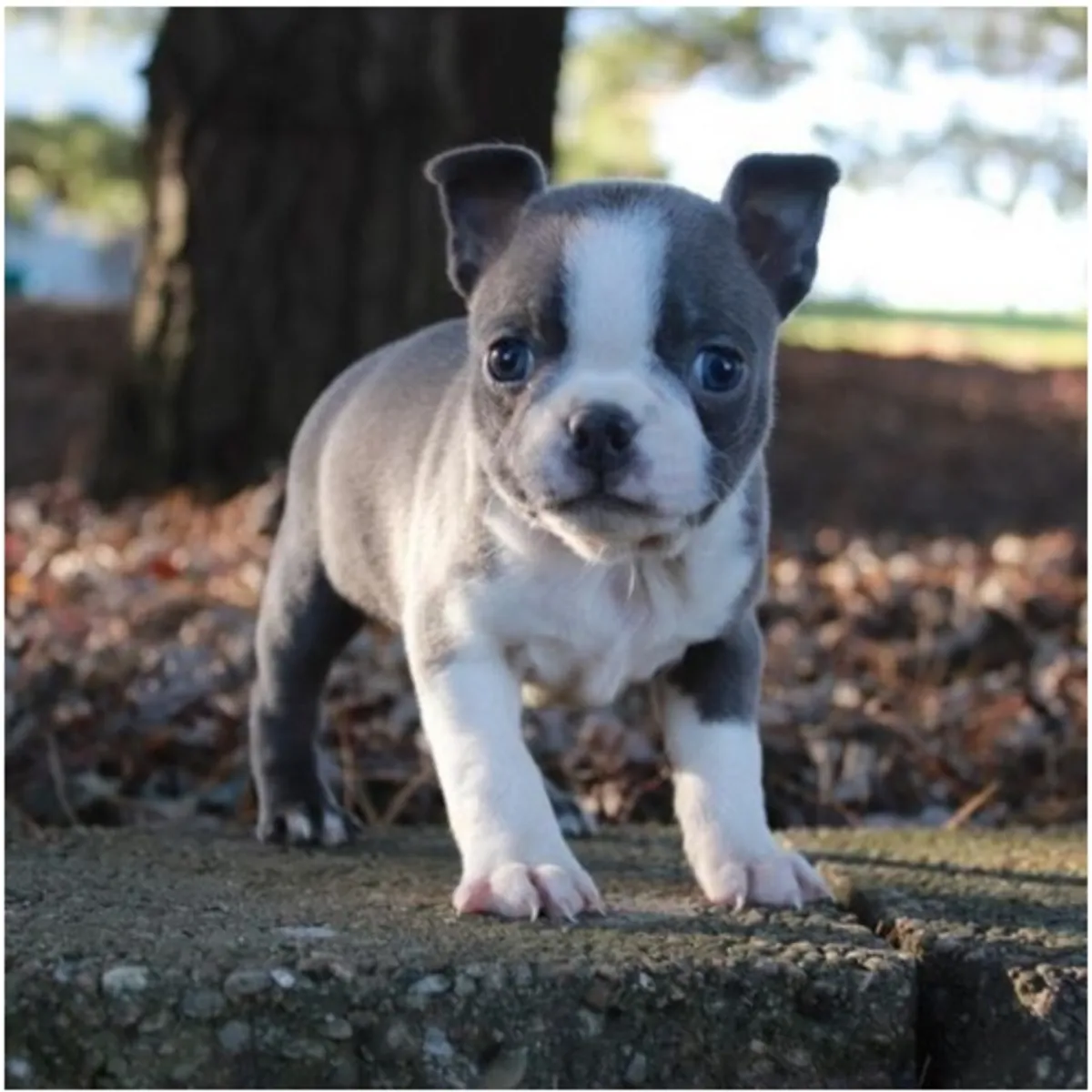 纯种公母波士顿犬幼犬。