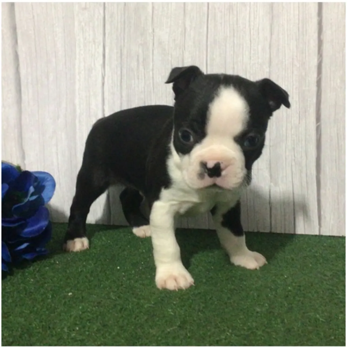 纯种公母波士顿犬幼犬。