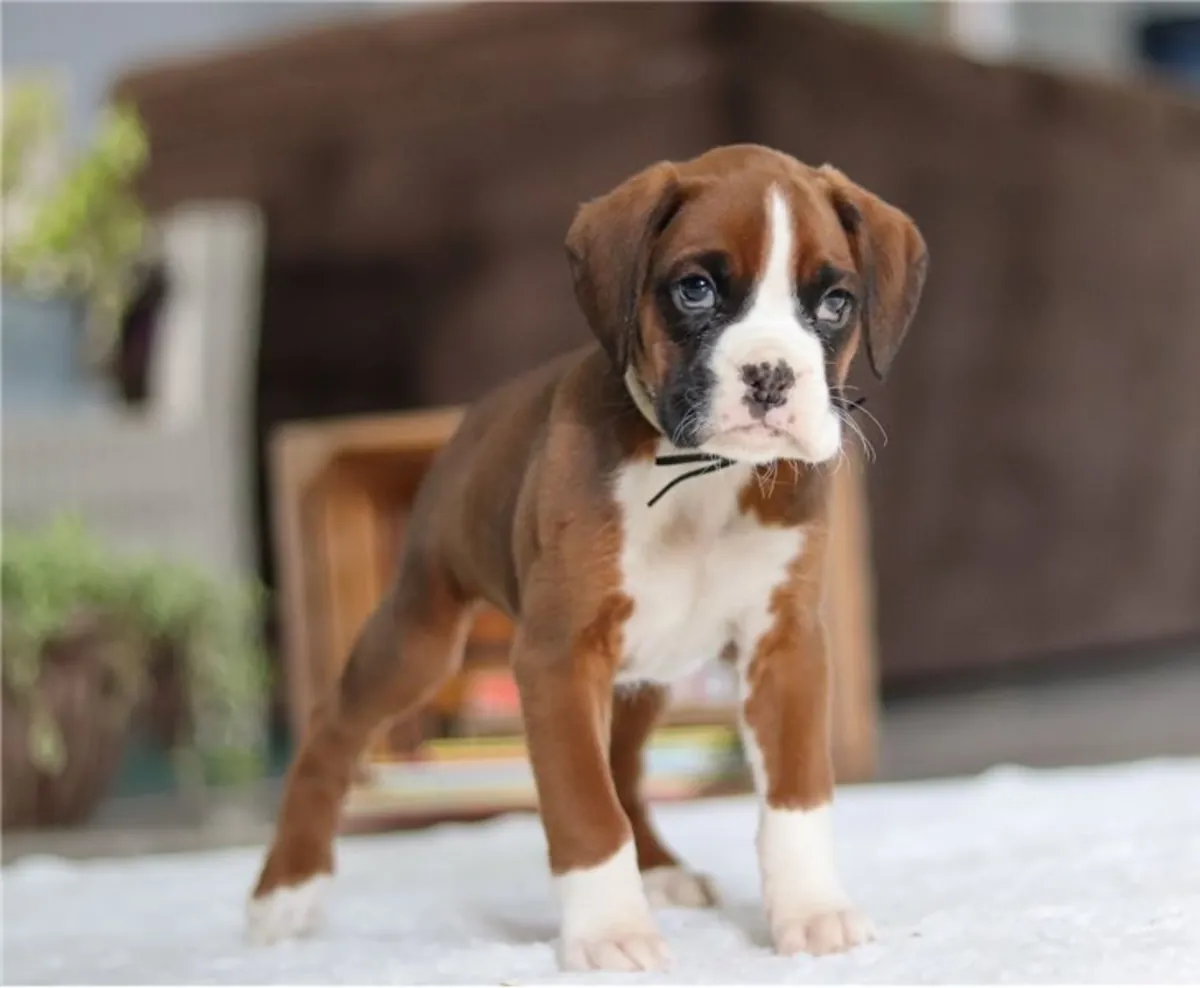 纯种拳师犬幼犬。