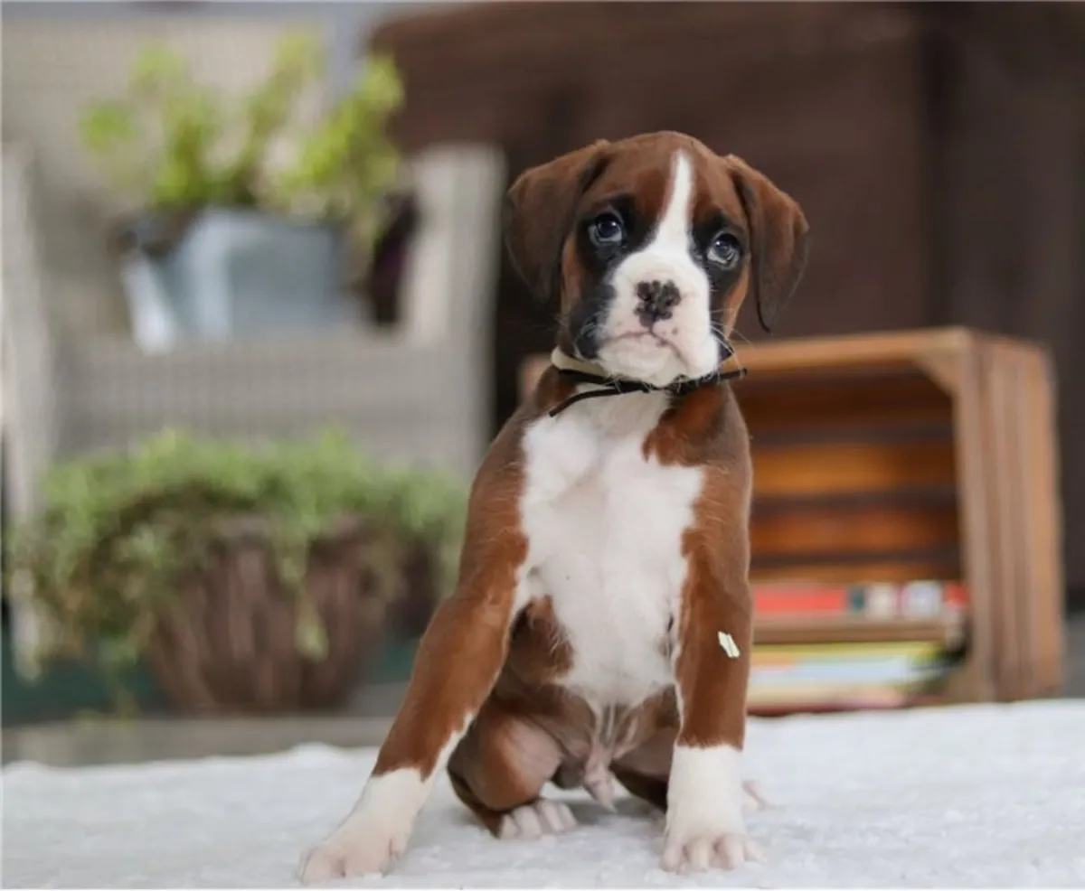 纯种拳师犬幼犬。