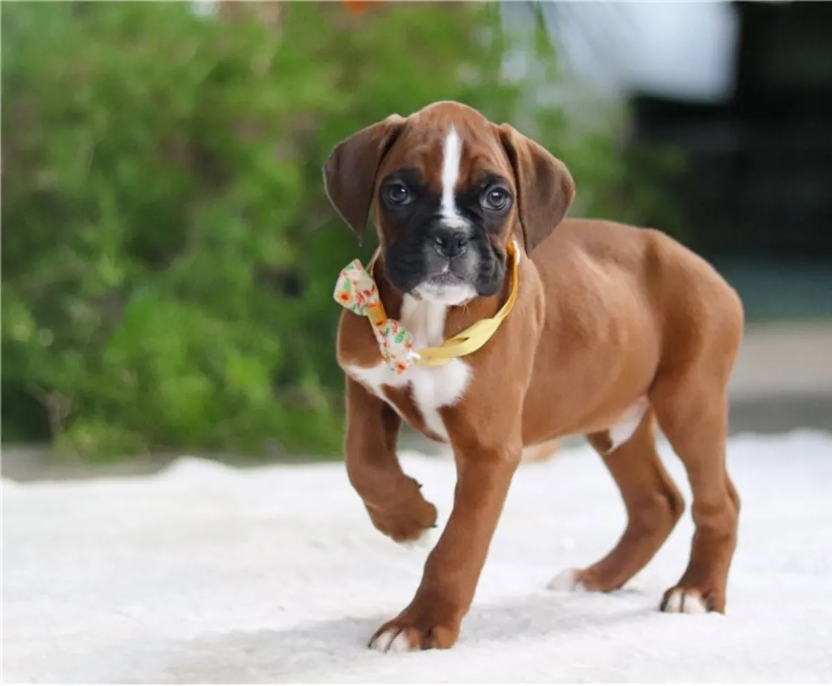 纯种拳师犬幼犬。