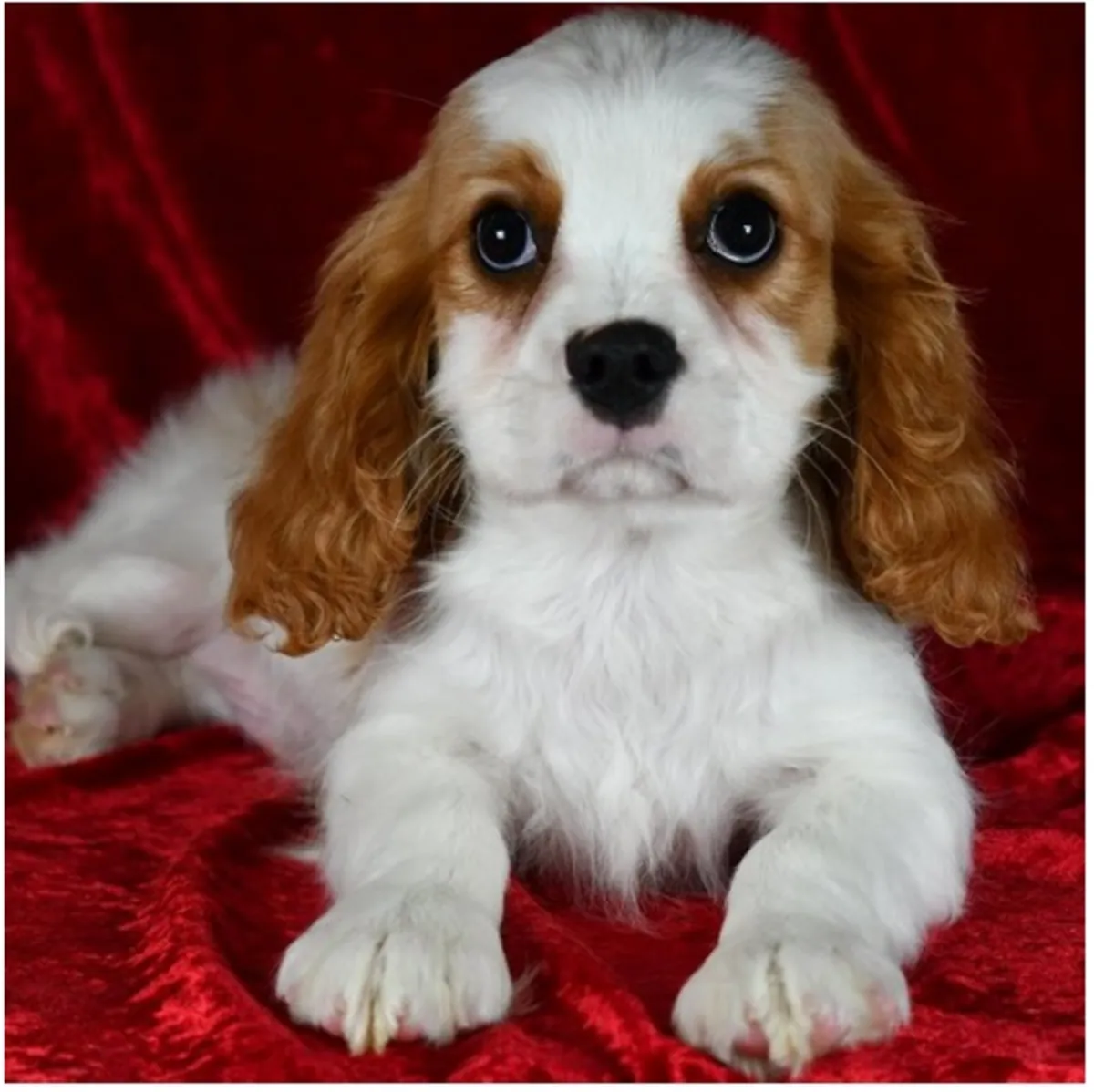 纯种骑士查尔斯王犬幼犬。