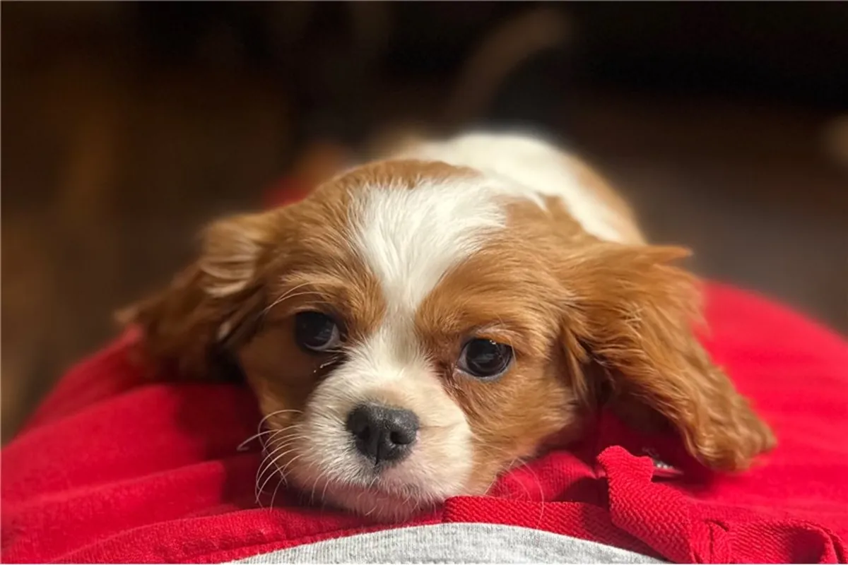 纯种骑士查尔斯王犬幼犬。