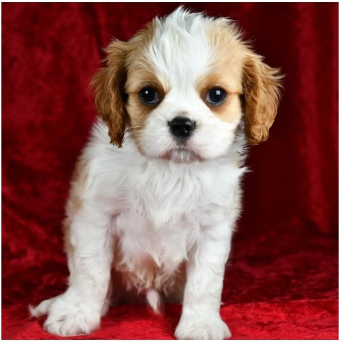 纯种骑士查尔斯王犬幼犬。