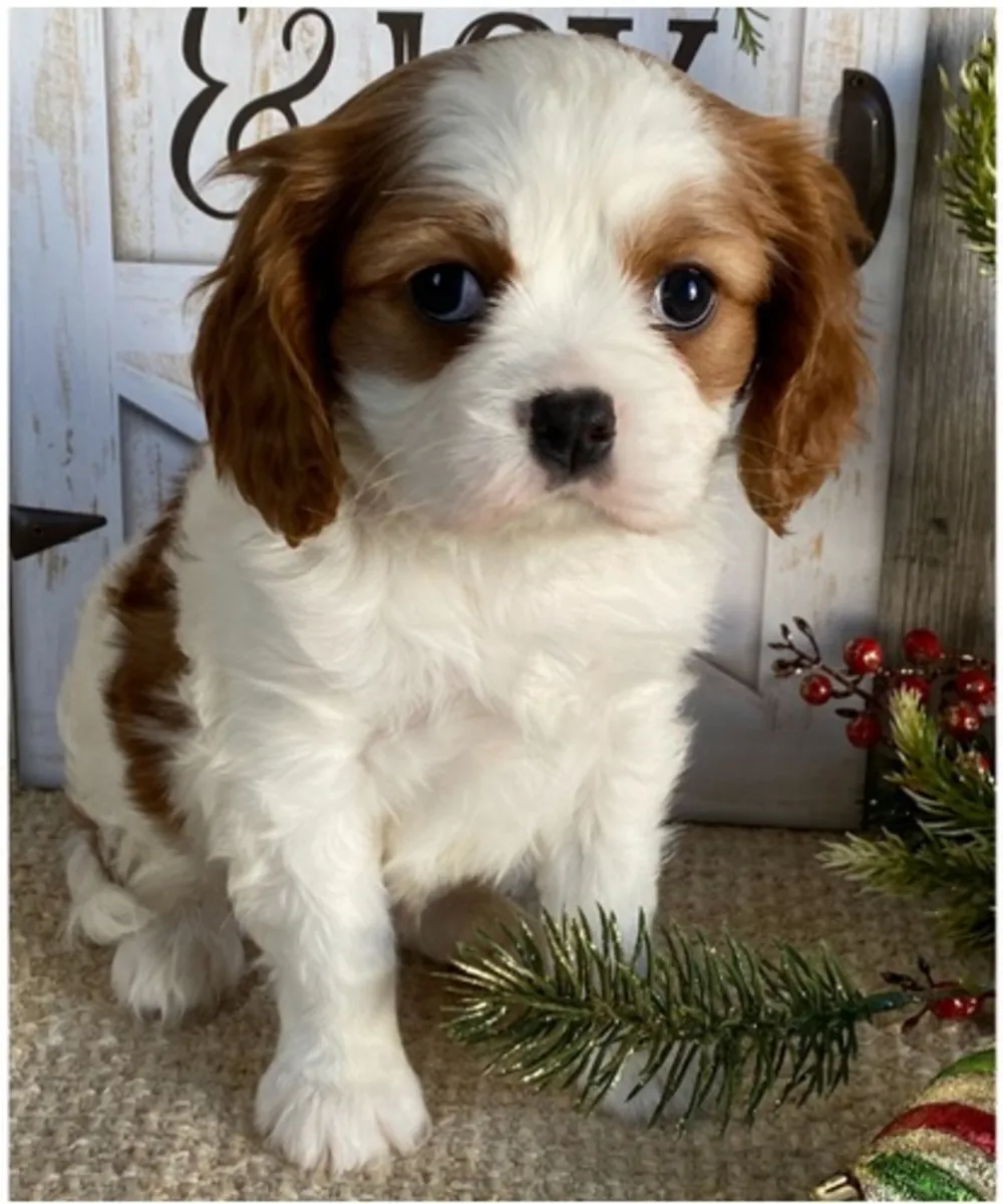 纯种骑士查尔斯王犬幼犬。