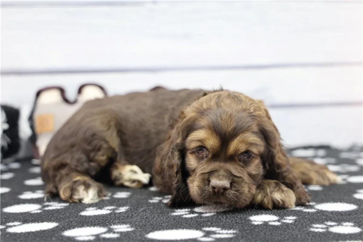 Cachorros de Cocker Spaniel de pura raza.