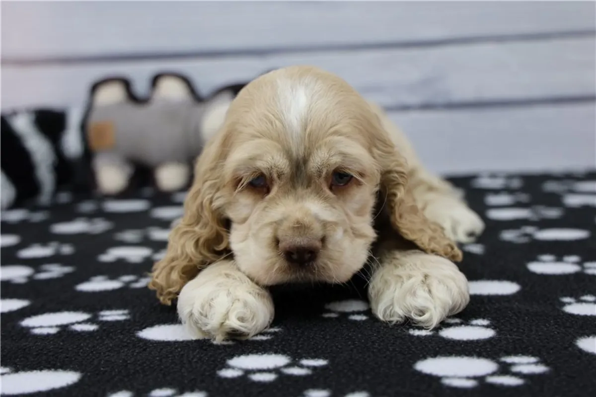 Cachorros de Cocker Spaniel de pura raza.